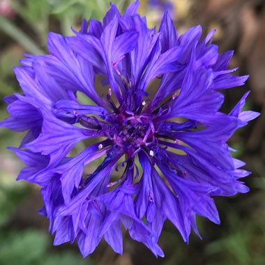 Centaurea