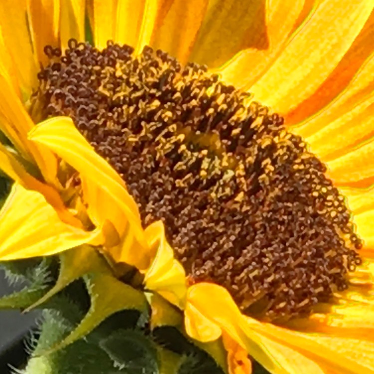 plant image 859510