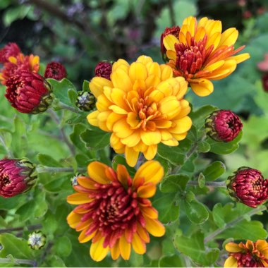 Chrysanthemum 'Conella Orange'