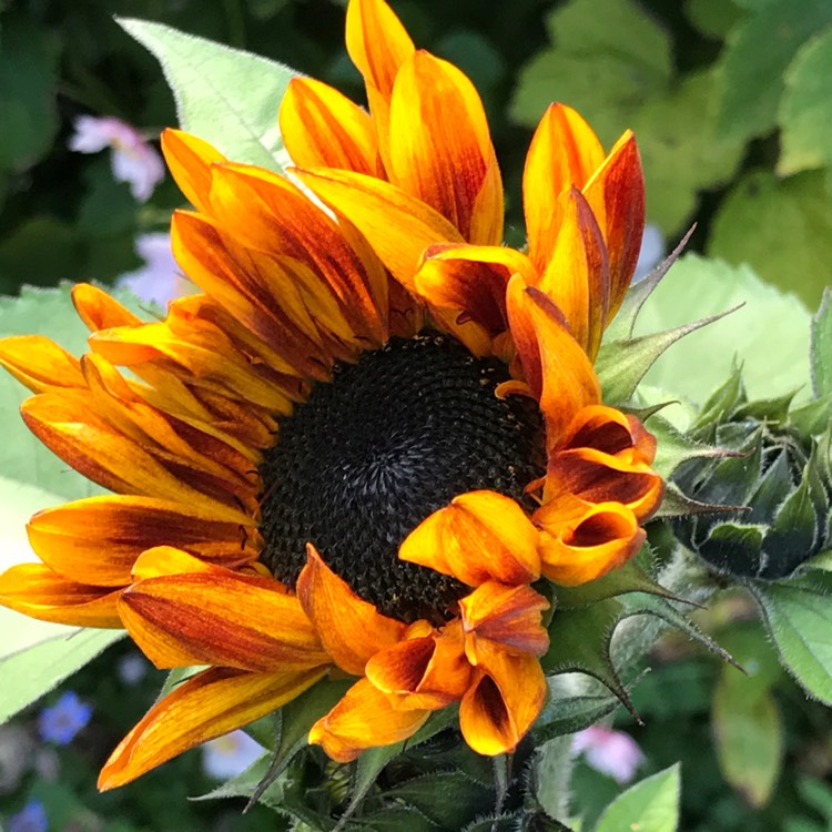 plant image 861734