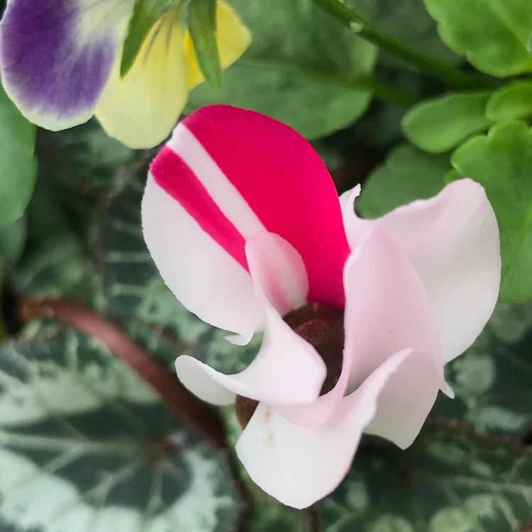 plant image 870312