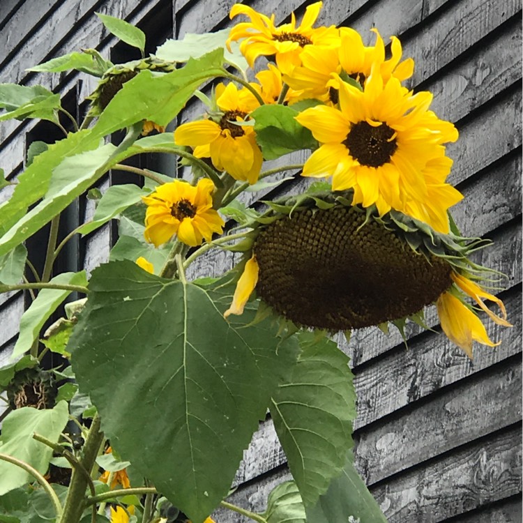 plant image 870859