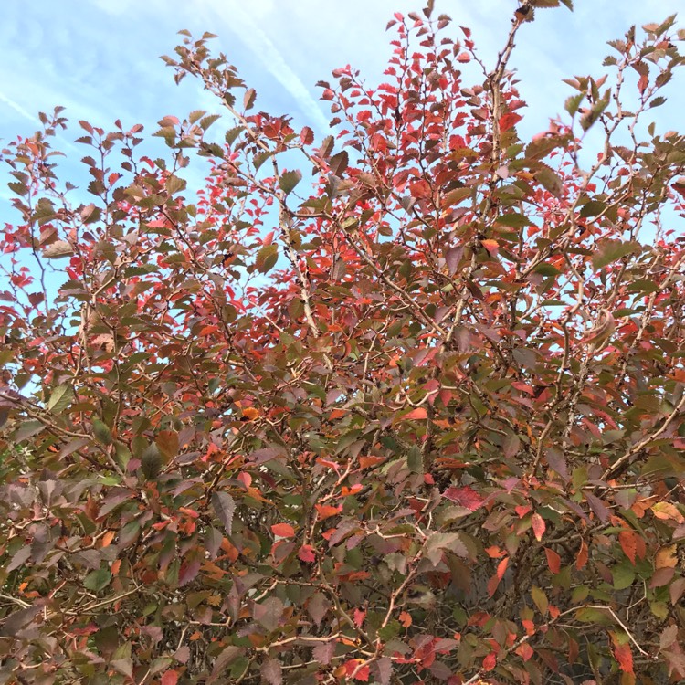 plant image 871572 plant image 871572