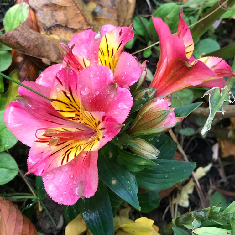 plant image 871575 plant image 871575