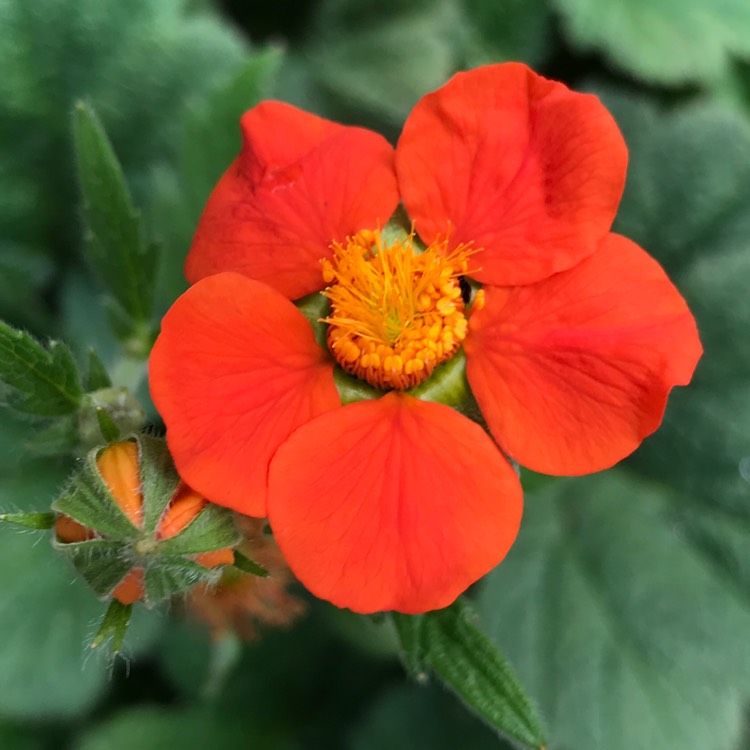 plant image 872087 plant image 872087