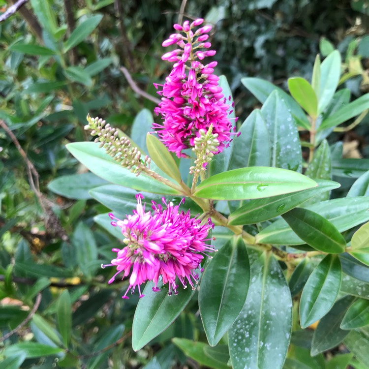 plant image 872105 plant image 872105