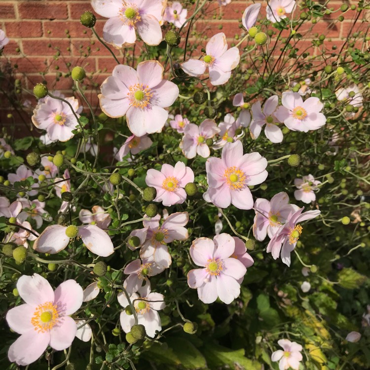 plant image 879041 plant image 879041