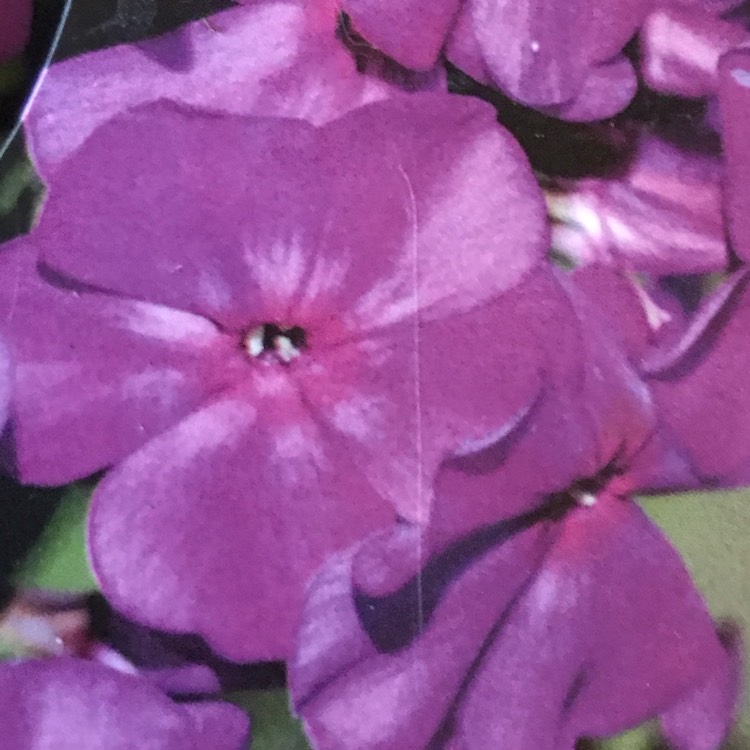 plant image 886012