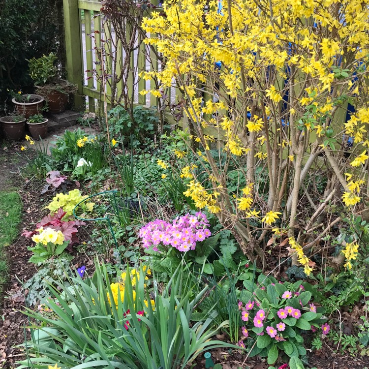 plant image 964631