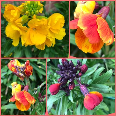 Erysimum cheiri 'Persian Carpet'