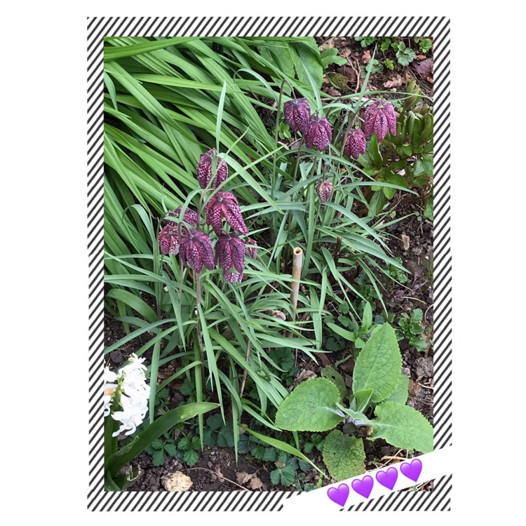 plant image 974517 plant image 974517