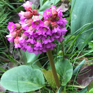 Bergenia