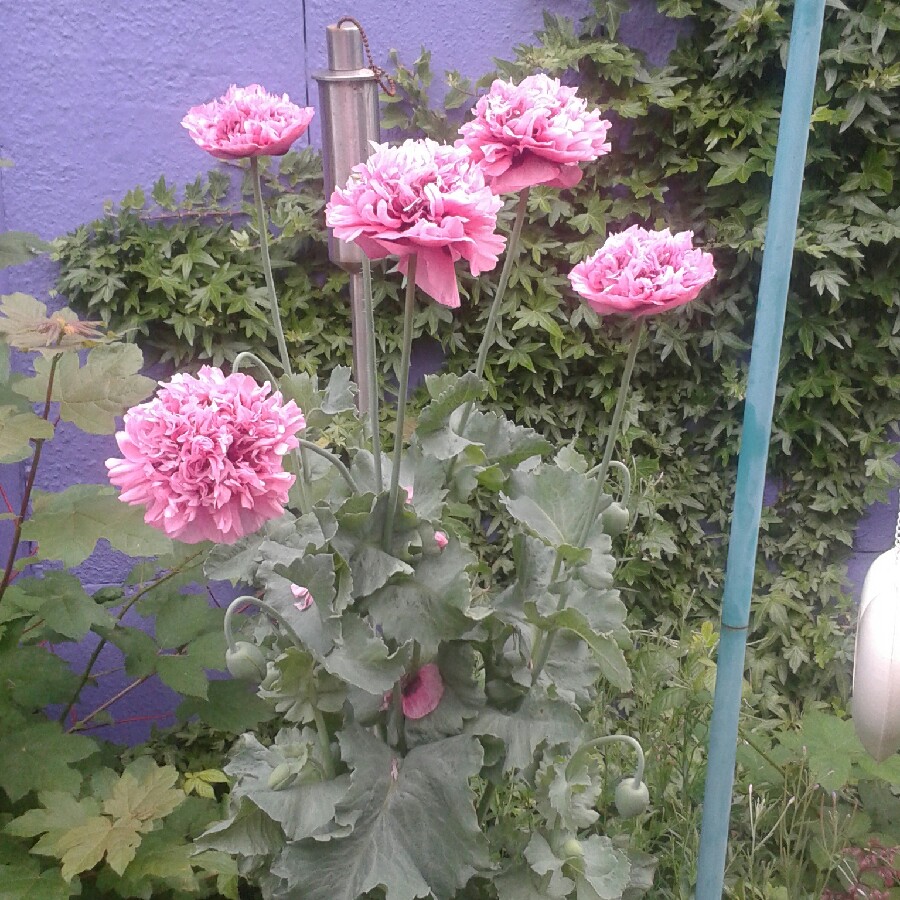 Sandra's garden