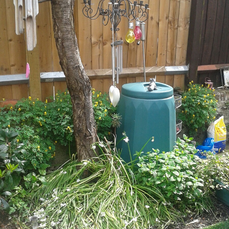 Sandra's garden