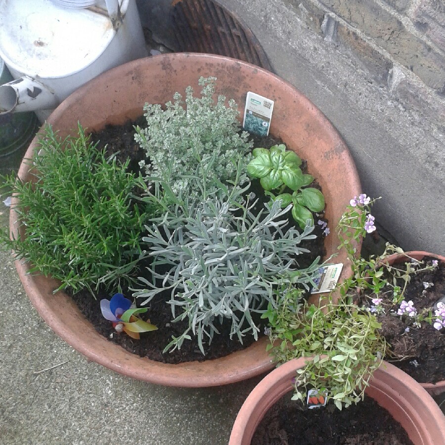 Sandra's garden
