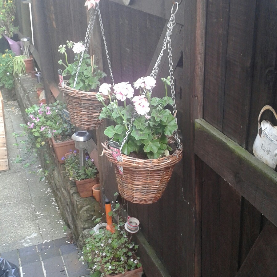 Sandra's garden