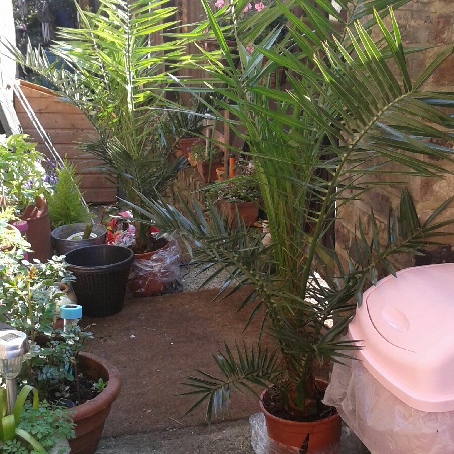 Sandra's garden