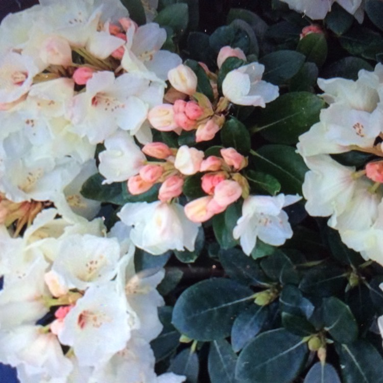 Plant image Rhododendron Degronianum subsp. 'Heptamerum'