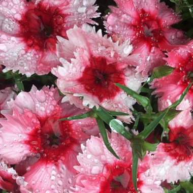 Dianthus