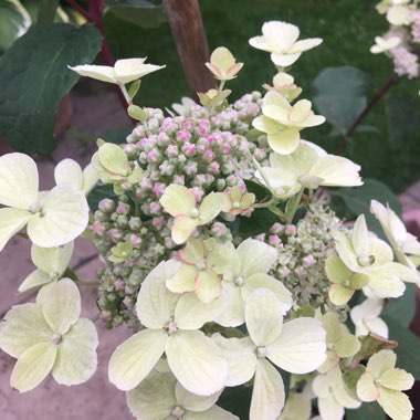 Allison's garden