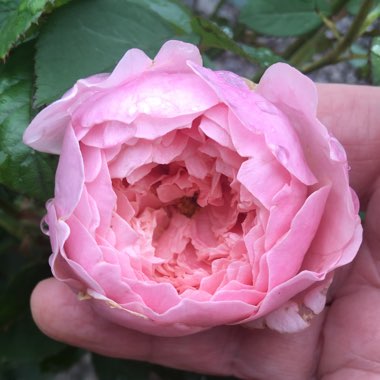 Rose 'The Alnwick Rose' (Shrub)