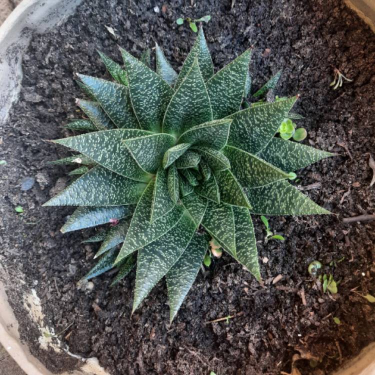 plant image 1609491