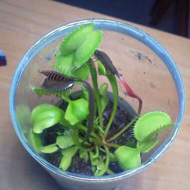 Dionaea muscipula