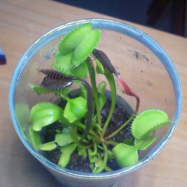plant image 577952