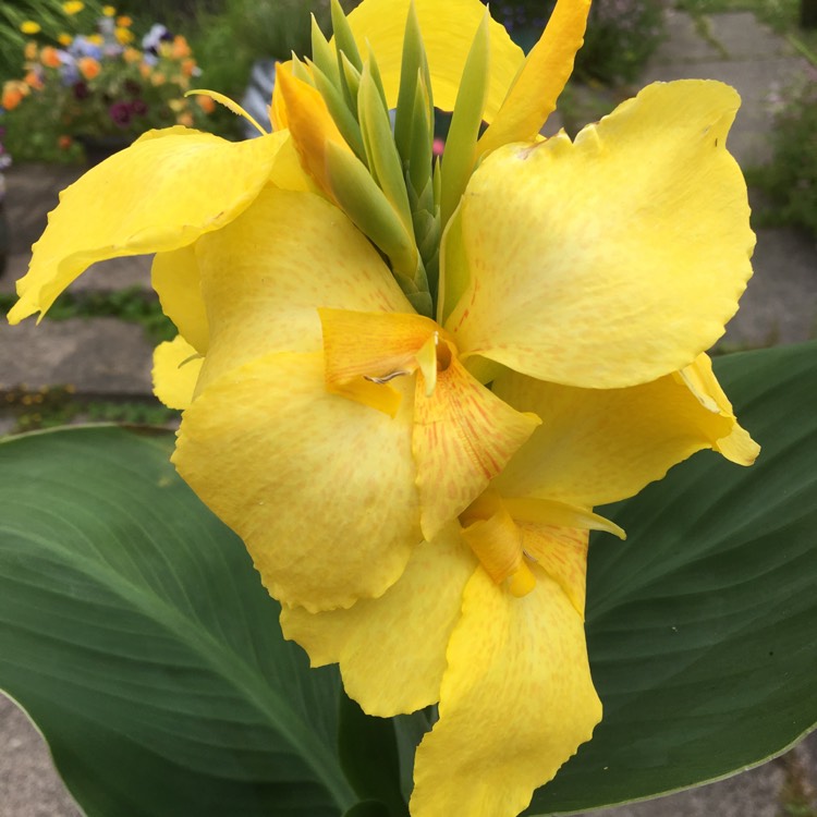 plant image 1509966