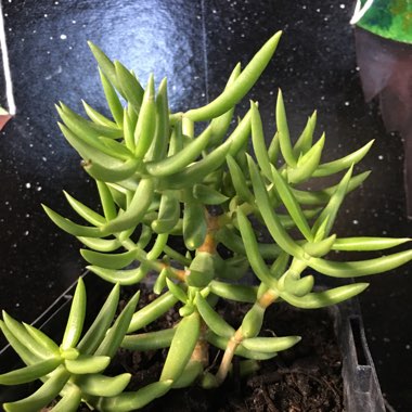 miniature pine tree