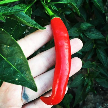 Erin's garden