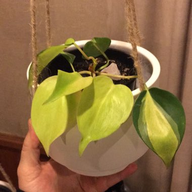 Philodendron 'Brasil'