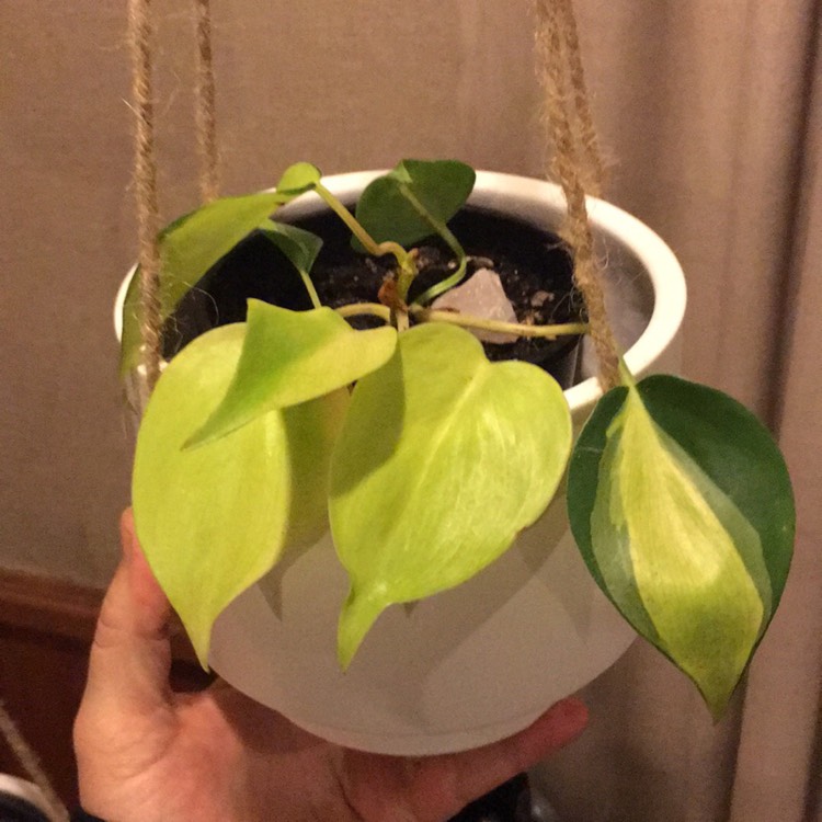 plant image 1350261