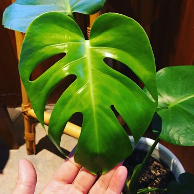 Swiss Cheese Plant