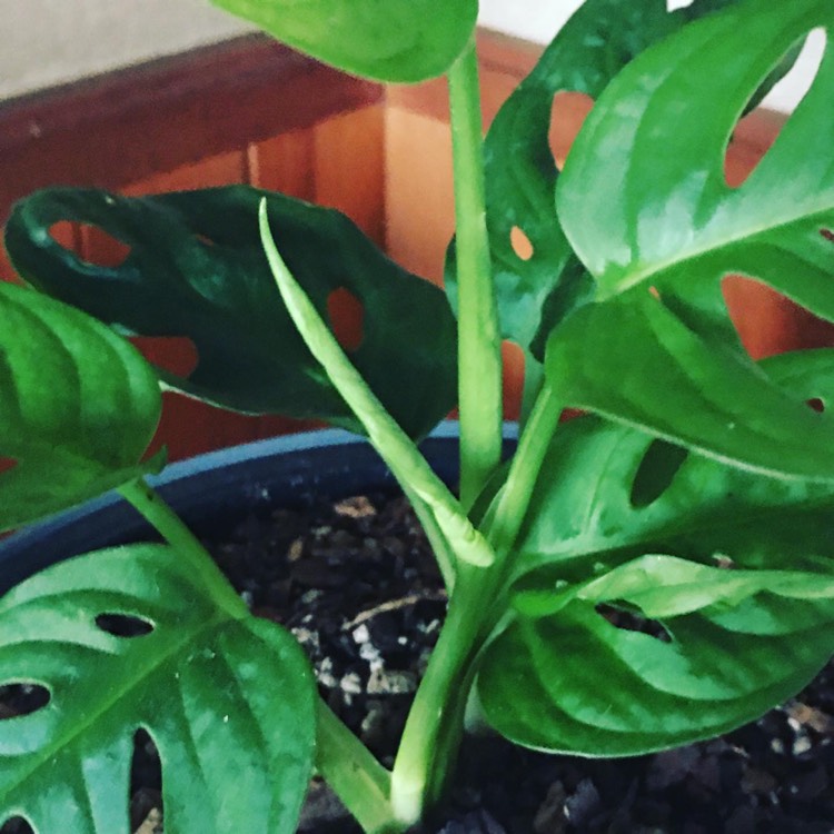 plant image 1350263