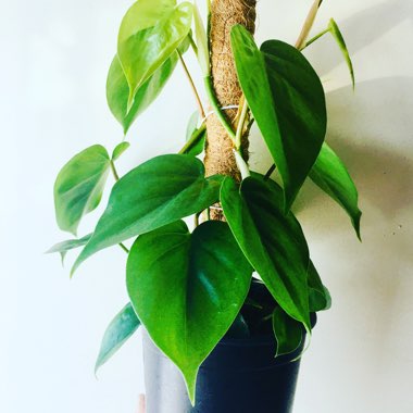 Heart-leafed Philodendron