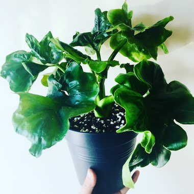 Erin's garden