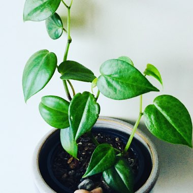 Cupid Peperomia 'Variegata'