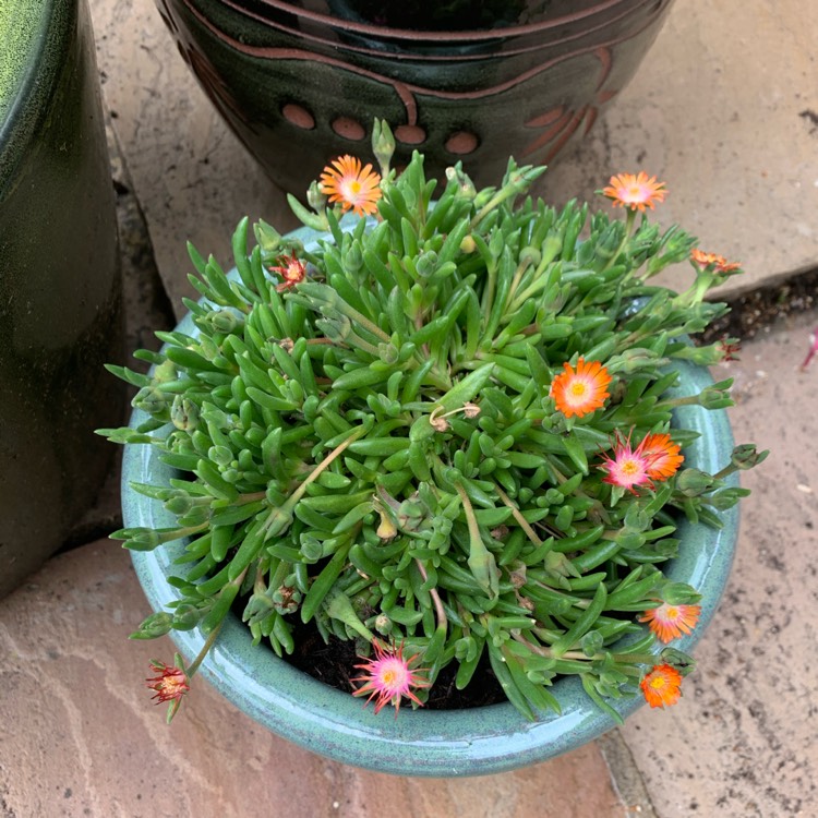 plant image 1330279