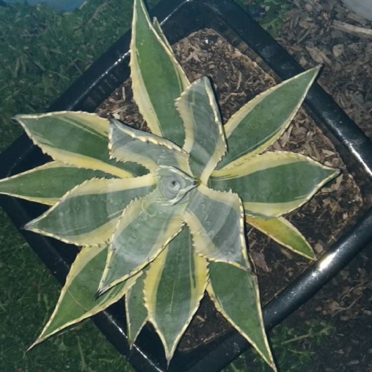 plant image 1229420