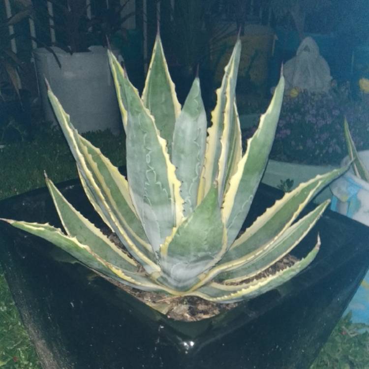 Plant image Agave Americana 'Marginata'