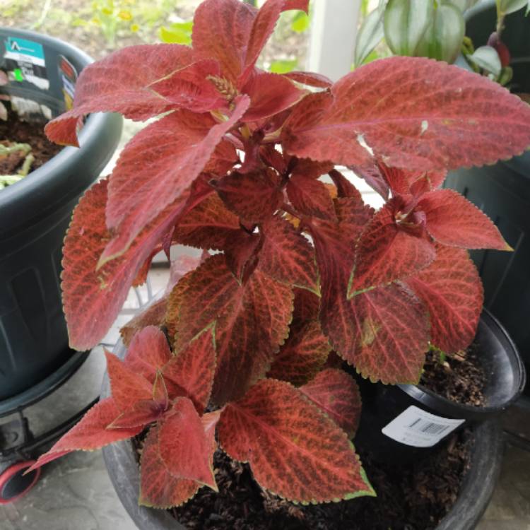 plant image 1242575