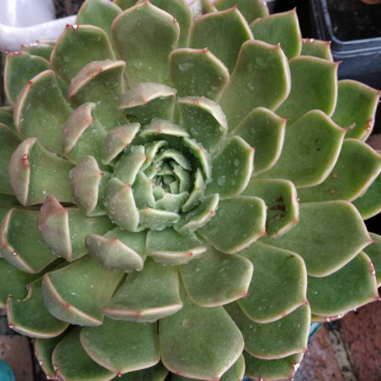 plant image 1250492