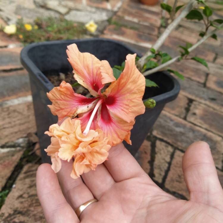 plant image 1250522