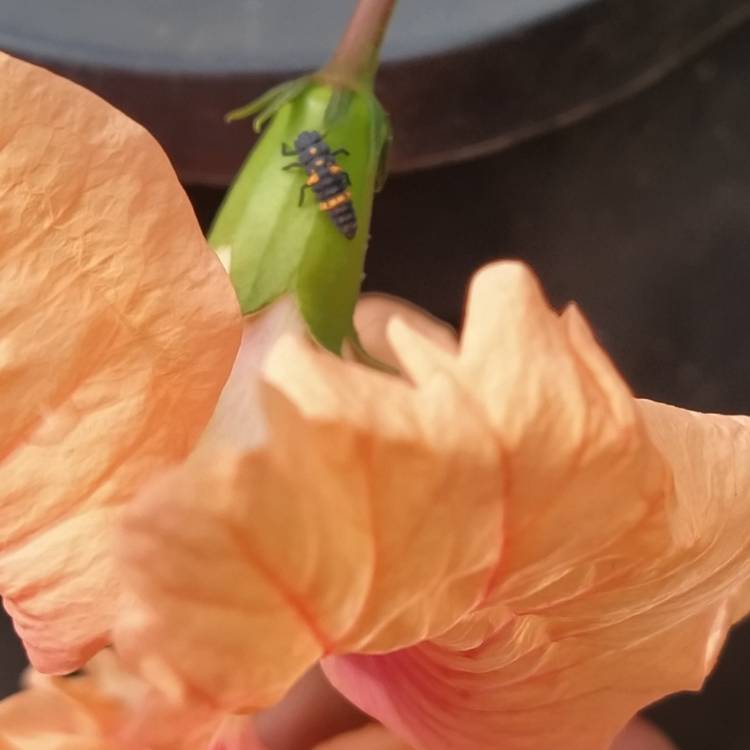 plant image 1250524