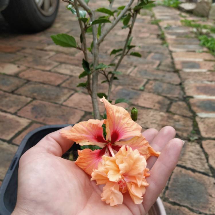 plant image 1250527