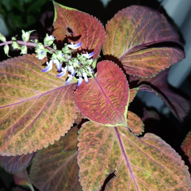 plant image 1250704