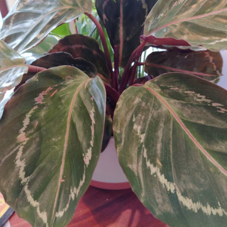 plant image 1251093