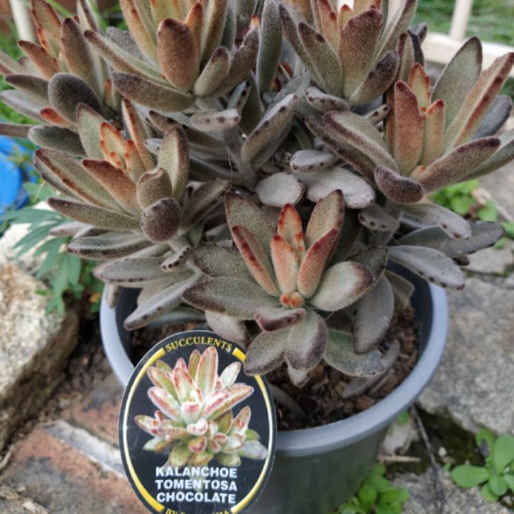 plant image 1251221 plant image 1251221