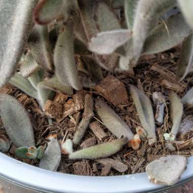 Kalanchoe Tomentosa 'Chocolate Soldier'
